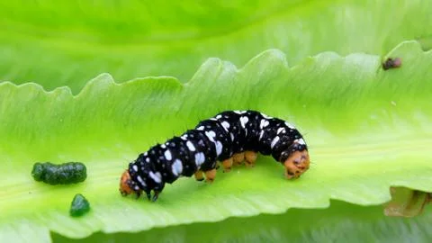 Caterpillar on leaf Stock Photos