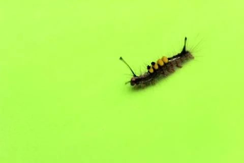Caterpillar on leaf Stock Photos