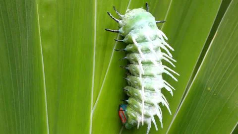 Caterpillar on leaf Stock Photos