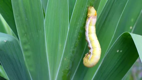 Caterpillar on leaf Stock Photos