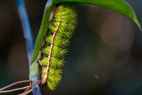 Caterpillar on leaf Photos