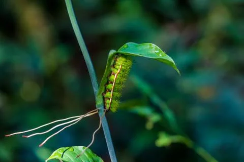Caterpillar on leaf 库存照片