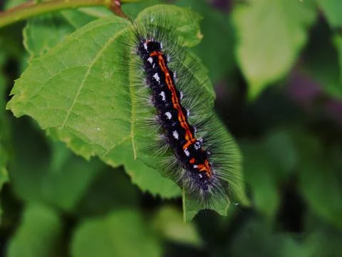 Caterpillar on a leaf Stock Photos