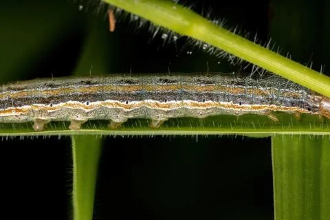 Caterpillar in a leaf Stock Photos