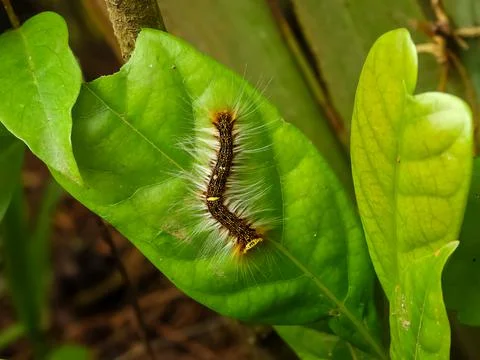 Caterpillar on a leaf Stock Photos