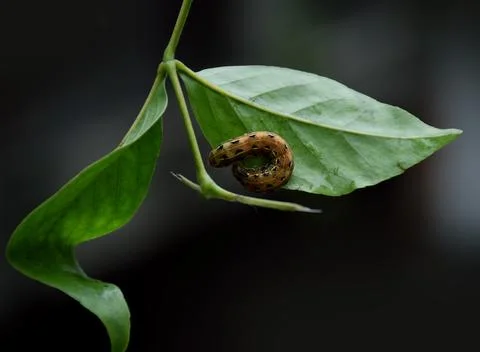 Caterpillar on a leaf Stock Photos