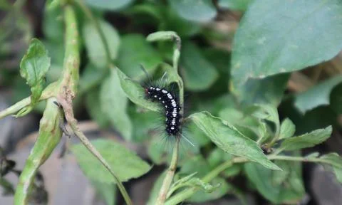 Caterpillar on a leaf Stock Photos