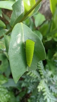 Caterpillar on a leaf Stock Photos