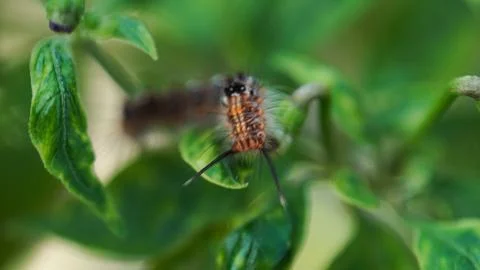 A caterpillar is on a leaf Stock Photos