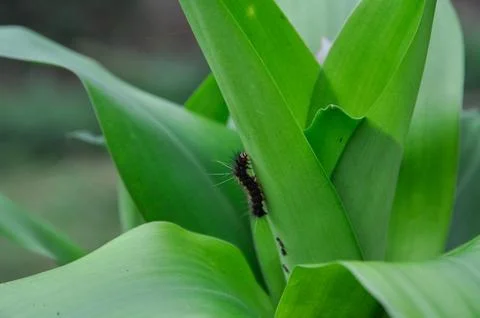 Caterpillar on a leaf Stock Photos