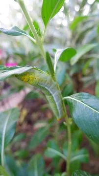 Caterpillar on a leaf Stock Photos