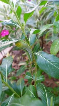 Caterpillar on a leaf Stock Photos