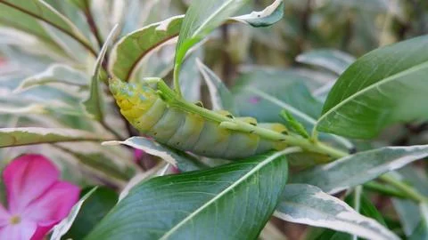Caterpillar on a leaf Foto stock