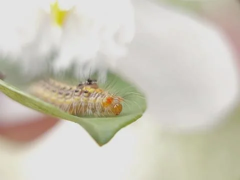 Caterpillar on a Leaf: Preparing for a Meal Stock Photos