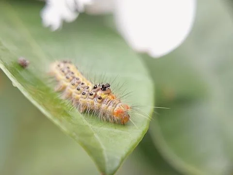 Caterpillar on a Leaf: Preparing for a Meal Stock Photos