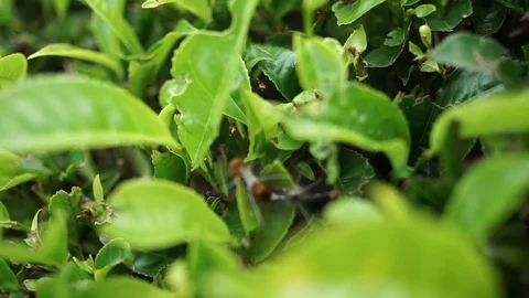 Caterpillar on a leaf of tea plant Stock Footage 99755320