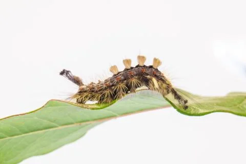 Caterpillar on leaf  with white background Stock Photos