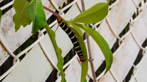 Caterpillar on leave Stock Footage 23502091