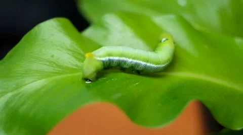 Caterpillar on leaves Stock Footage 52675531