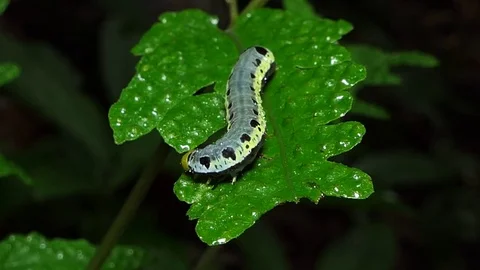 Caterpillar on leaves. Stock Footage 78111916