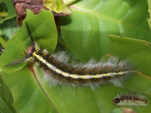 The caterpillar to leaves Stock Photos
