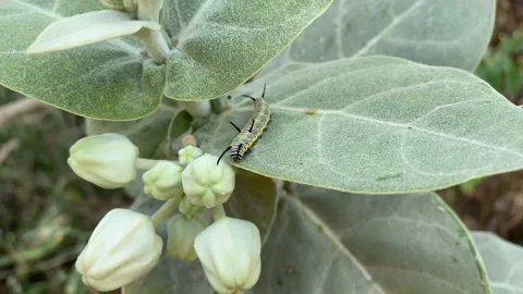 Caterpillar on the left Video stock 170326326