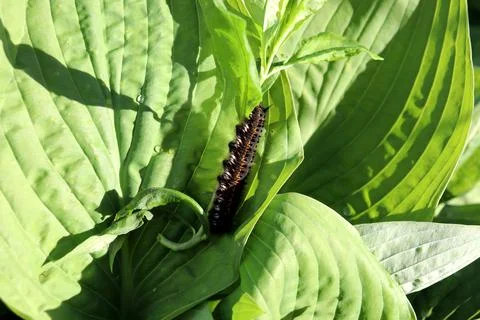 A caterpillar lies on its side in partial shade on a hosta leaf with raindrop 写真素材