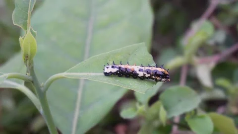 Caterpillar of a lime butterfly on a leaf Stock-Footage 332557819