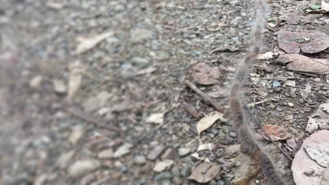 Caterpillar Line in Garden Background Loop Stock Footage 88395919