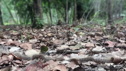 Caterpillar Line in Garden Background Loop Stock Footage 88395975