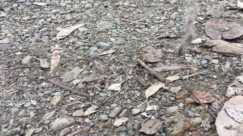 Caterpillar Line in Garden Background Loop Stock Footage 88396016