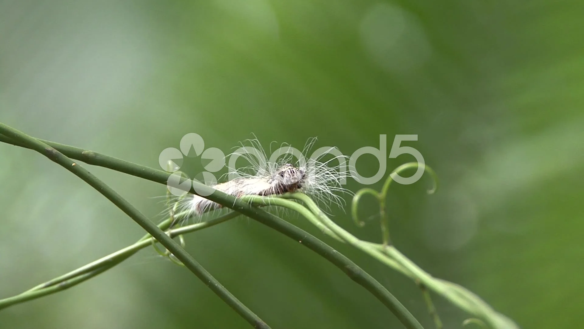 Caterpillar With Long White Hair Walk On Liana In Lowland