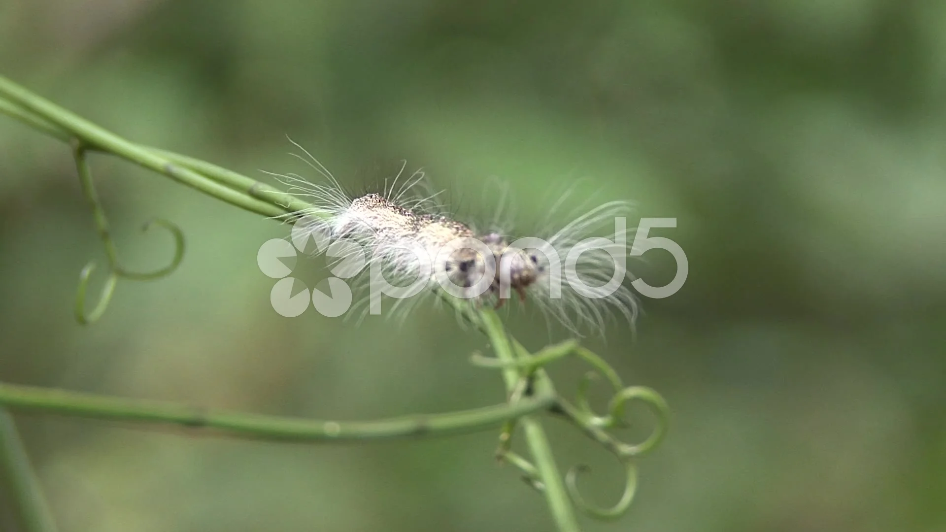 Caterpillar With Long White Hair Walk On Liana In Lowland