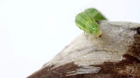 A caterpillar is looking for its way to a branch. Close-up on a white background Stock Footage 161240253