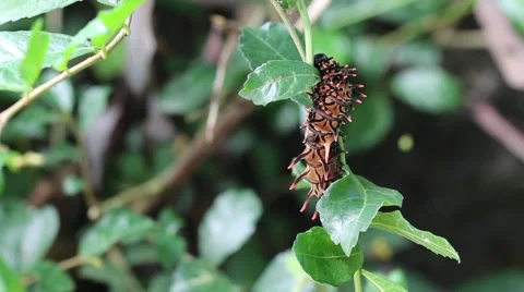 Caterpillar looking for somethingto munch. Видео 56567139