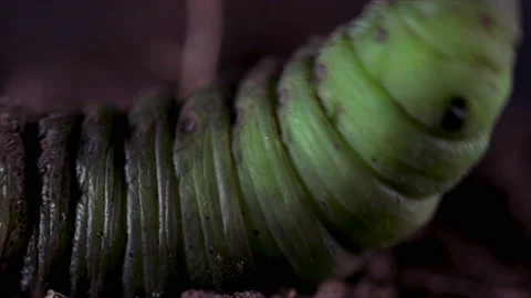 Caterpillar macro close up insect moth instar transitioning to pupa larva. Close Stock Footage 139405296