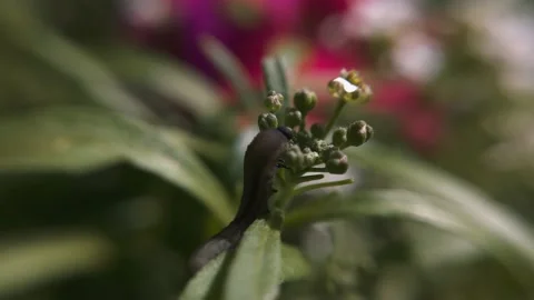 Caterpillar macro eats a flower Stock Footage 136581324