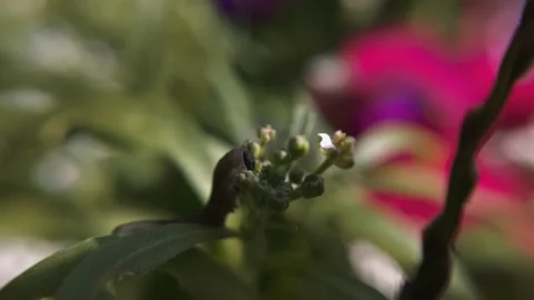 Caterpillar macro eats a flower Stock Footage 136581328