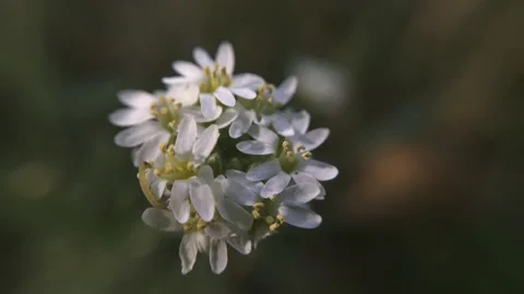 Caterpillar macro eats a flower Stock Footage 136581351