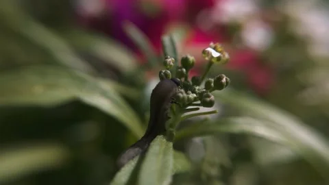 Caterpillar macro eats a flower Stock Footage 136581352