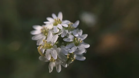 Caterpillar macro eats a flower Stock Footage 136581354