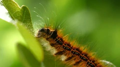 Caterpillar Macro Stock Footage 132104558