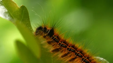 Caterpillar Macro Stock Footage 132408325