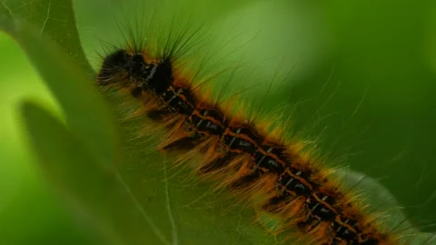 Caterpillar Macro Stock Footage 132411145