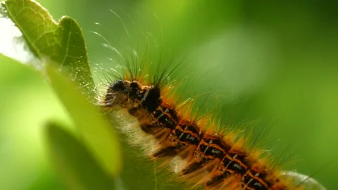Caterpillar Macro 動画素材 132411496