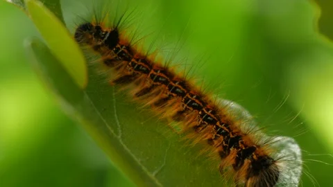 Caterpillar Macro Stock Footage 132413393