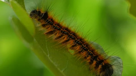 Caterpillar Macro Stock Footage 132432833