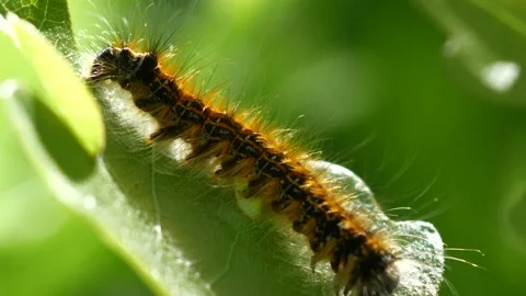 Caterpillar Macro 動画素材 132433967