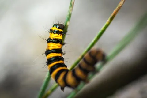 Caterpillar macro Foto stock