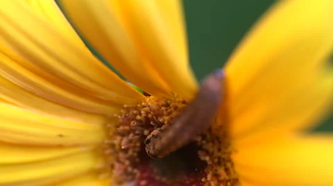 Caterpillar Macro Rack Focus Video stock 57730033